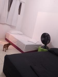 a cat walking in a room with two beds at Pousada Pé na Areia in São José da Coroa Grande