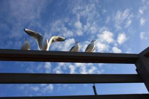 キュールングスボルンにあるStrandschloesschen-Haus-II-WE-13-9889の木製の手すりに座る鳥の群れ