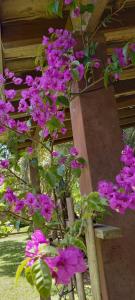 un montón de flores púrpuras en una valla de madera en Loft na Rondinha en Arroio do Sal