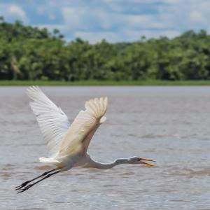 Ein weißer Vogel fliegt über einen Wasserkörper in der Unterkunft HOSPEDAJE NAI-CHAMBIRA in Santa Sofía