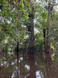 un bosque inundado con árboles en el agua en HOSPEDAJE NAI-CHAMBIRA en Santa Sofía