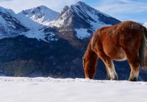 a horse grazing in the snow with mountains in the background at Maison aux pieds des Pyrénées - Piscine d'exception de 25m in Espoey