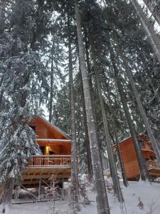 una cabaña de madera en el bosque en la nieve en Chalet Hay Huy, en Buşteni