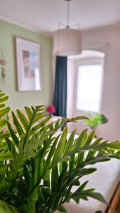 Al Glicine Apartments في لازيسي: نبات أخضر في غرفة بها نافذة