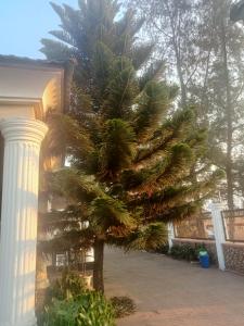 阿庫雷的住宿－CRYSTAL SUITES，一座建筑前的棕榈树