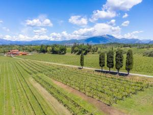an aerial view of a vineyard with trees and a road at Agriturismo Ai Prati in Lazise