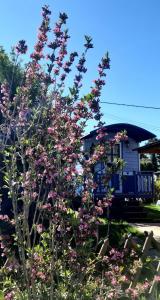 um arbusto com flores cor-de-rosa em frente a uma casa em The Little Blue Caravan em Scy