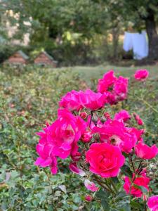 Φωτογραφία από το άλμπουμ του B&B Podere Legnotorto σε Castel del Piano +43 φωτογραφίες