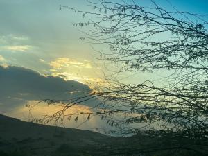 a tree with the sunset in the background at A wonderful stay at the Dead Sea in Sowayma
