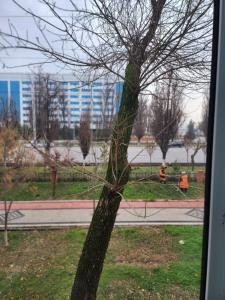 een boom zonder bladeren naast een straat bij Улица Мирзо Улугбек дом 75, кв 125 in Yalanghoch