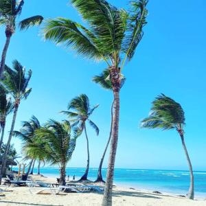 een groep palmbomen op een strand met de oceaan bij Exclusive Villa * private Beach and Housekeeping in Punta Cana