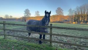 a black horse standing next to a fence at Rural Retreat, Wood Burner, Patio, Lawn, Breakfast, new wifi in Warminster