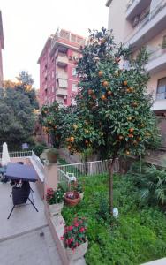 un albero di arancio in un giardino accanto a un edificio di VATICAN GREEN GARDEN a Roma