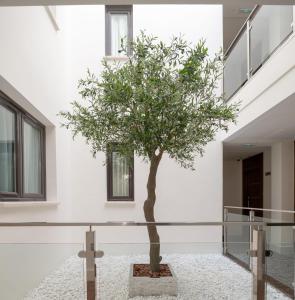 a tree in the middle of a hallway at Hotel Infanta Leonor in Écija