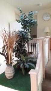 a staircase with two potted plants on the floor at Pleasant Rooming House in Washington