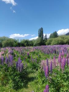 un campo de flores púrpuras en un campo en Departamentos Mate de Luna en El Bolsón