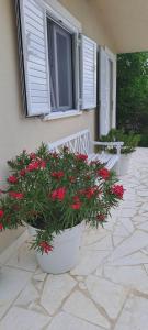 una maceta con flores rojas en un patio en KUĆA U PRIRODI LI, en Vrgorac