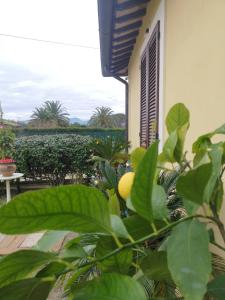 a balcony with a view of a garden with trees at Il Gelsomino in Foligno