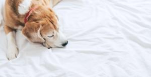 un perro marrón y blanco durmiendo en una cama en Garner Hotel Auburn - Seattle, an IHG Hotel, en Auburn