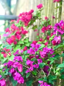 a bunch of pink flowers in a garden at Island Lyfe Adventures in El Nido