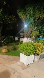 un grupo de plantas en macetas en un patio por la noche en Campus La Rufina, en Rivera