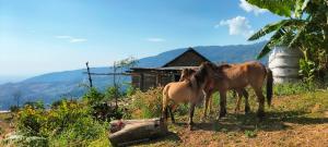 Zwei Pferde stehen vor einem Haus in der Unterkunft The buh de (เดอะบูห์เดอะ) 