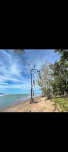 a tree on a sandy beach next to the ocean at The Mangrove in Sematan