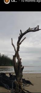 a dead tree on the beach near the water at The Mangrove in Sematan
