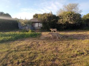 阿马卡拉保护区Safari Lodge - Amakhala Game Reserve的相册照片