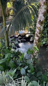 um pequeno riacho numa floresta tropical com palmeiras em Chalé de madeira com vista para o rio em Pomerode