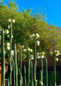 un grupo de plantas verdes con flores blancas en Casa Amatista Travels en Vicuña