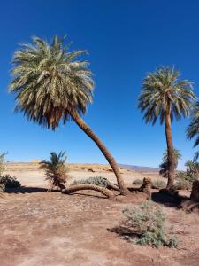 two palm trees in the middle of the desert at désert tours & Hôtel Titanic lac irik in Foum Zguid