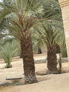 two palm trees in the middle of the desert at SANDROSE in Tozeur