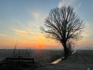 a tree in the middle of a field with the sunset at Casa Rossa in San Leonardo