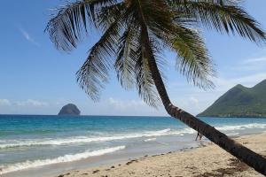 eine Palme am Strand mit dem Meer in der Unterkunft MAGNIFIQUE APPARTEMENT VUE MER, SUITE PARENTALE. in Les Trois-Îlets