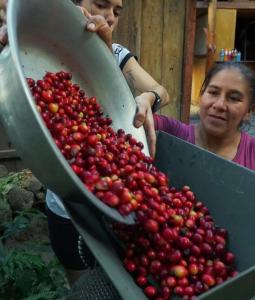 a woman holding a container of cherry tomatoes at Refugio de Mery Lucmabamba in Sahuayacu