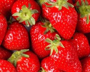 a pile of red strawberries sitting next to each other at Swami Leela Relax Inn in Mahabaleshwar +24 photos