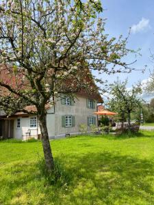 ein Haus mit einem Baum im Hof in der Unterkunft Gemütliches Bauernhaus am Bodensee in Deggenhausertal