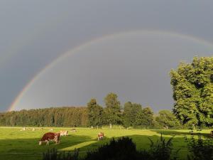 un grupo de vacas pastando en un campo con un arco iris en Ferienwohnung Oberlinner, en Miesbach