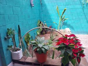 Un mucchio di piante sono sedute in un giardino di Villa 64 a Quezaltepeque