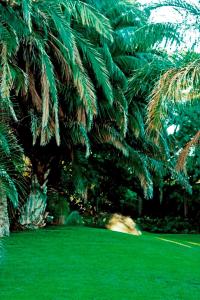 a green lawn with palm trees in a park at Carters Rest Guesthouse in Kimberley