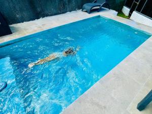 un chien nage dans une piscine dans l'établissement Tahiti Moetama Cosy Lodge - VILLA ITI, à Punaauia