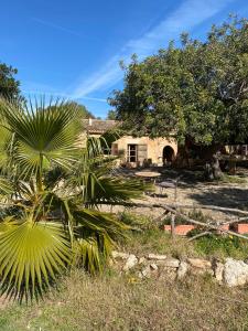 a house with a palm tree in front of it at Studio Doppelzimmer 2 Pers mit Terrasse und Pool auf Finca Mallorca in Santanyi