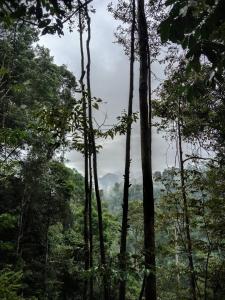 een groep bomen midden in een bos bij JUNGLE LIFE GUEST HOUSE - Trekking & Transport Only Book With Us in Bukit Lawang