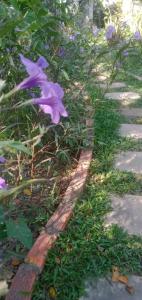 una flor púrpura a un lado de una acera en NLCO Homestay en Siem Riep