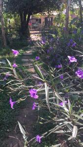 un camino con flores púrpuras en un jardín en NLCO Homestay en Siem Reap
