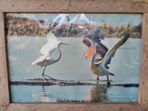 due uccelli in piedi nell'acqua con un uccello bianco di NLCO Homestay a Siem Reap