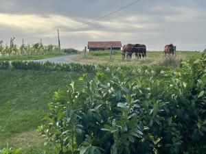 twee koeien die grazen in een veld naast een weg bij Refugium Eckberg in Eckberg