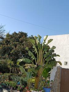 una palmera en un jardín junto a un edificio en Pueblos blancos en Vejer de la Frontera