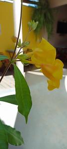 a yellow flower with green leaves on a plant at Pousada Filhos da Canastra in Vargem Bonita